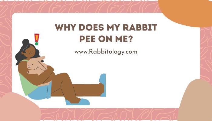 Why Does My Rabbit Pee on Me