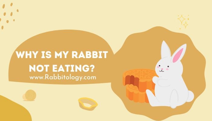 Why is My Rabbit Not Eating