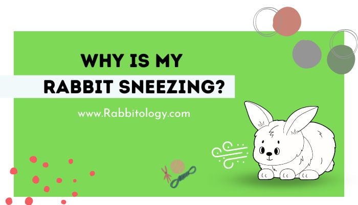 Why is My Rabbit Sneezing