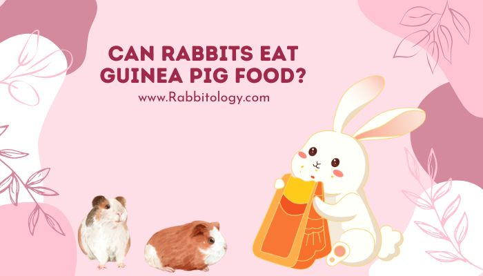 Can Rabbits Eat Guinea Pig Food