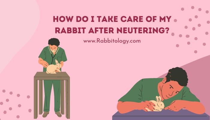 How Do I Take Care of My Rabbit After Neutering