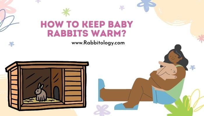 How to Keep Baby Rabbits Warm
