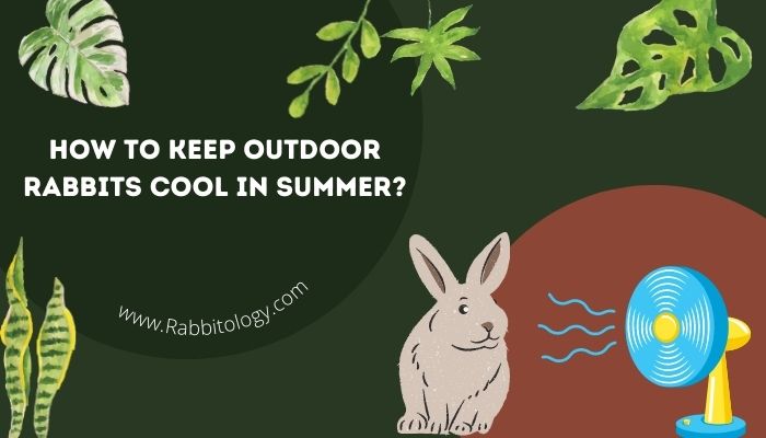 How to Keep Outdoor Rabbits Cool in Summer