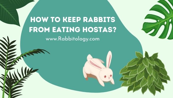 How to Keep Rabbits From Eating Hostas