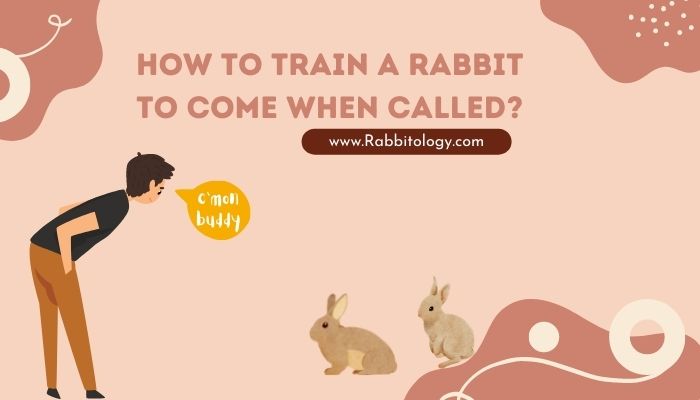 How to Train a Rabbit to Come When Called
