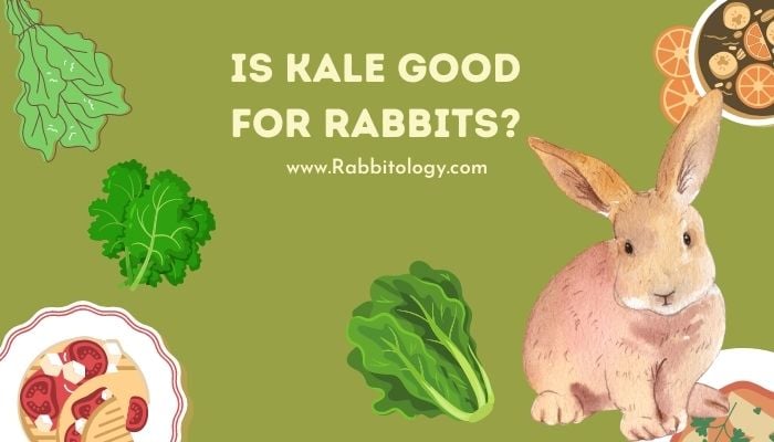Is Kale Good for Rabbits