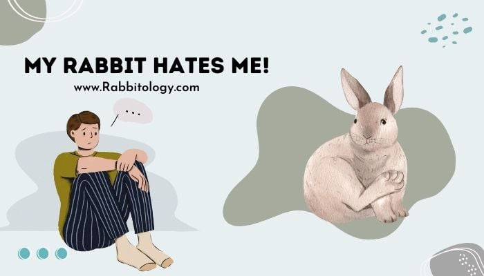 My Rabbit Hates Me