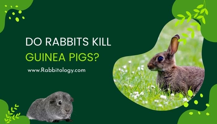 Do Rabbits Kill Guinea Pigs?