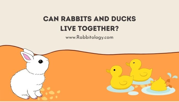 Can Rabbits And Ducks Live Together