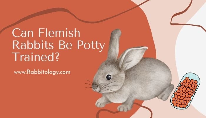 Can Flemish Rabbits Be Potty Trained