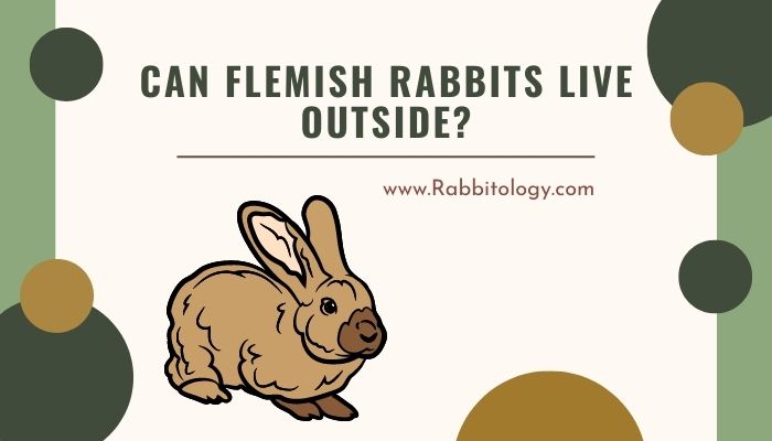 Can Flemish Rabbits Live Outside