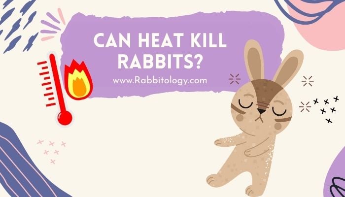Can Heat Kill Rabbits