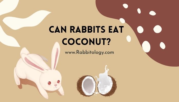 Can Rabbits Eat Coconut