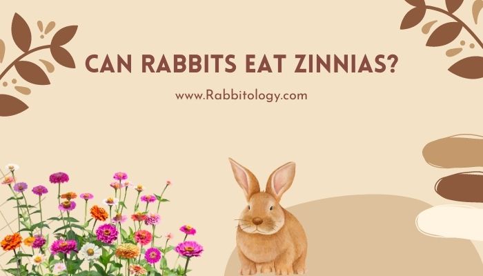 Can Rabbits Eat Zinnias