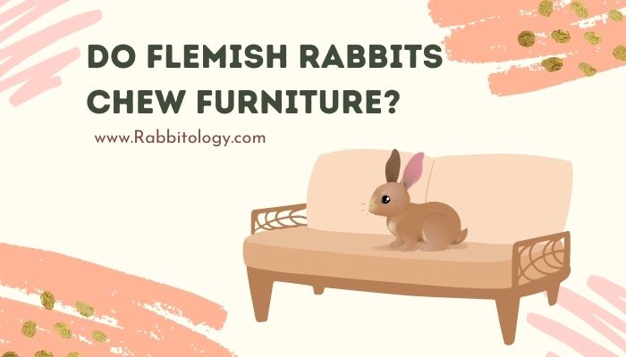 Do Flemish Rabbits Chew Furniture