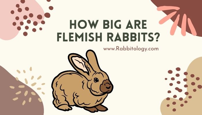 How Big Are Flemish Rabbits