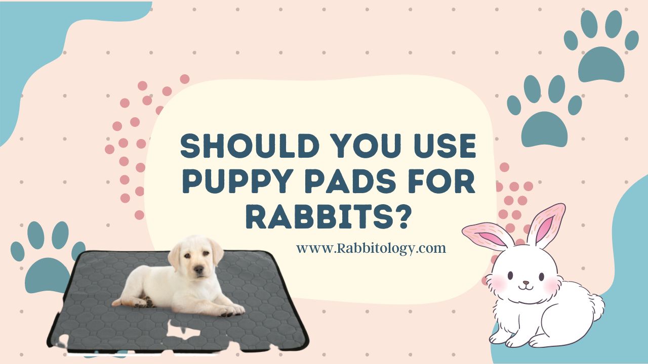 Should You Use Puppy Pads For Rabbits