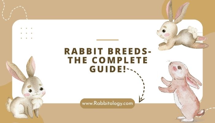 54 Rabbit Breeds-The Complete Guide!