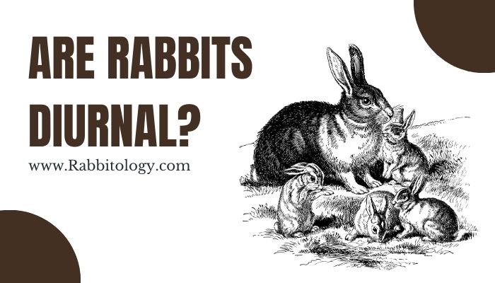 Are Rabbits Diurnal