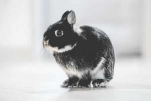 Black and Tan Rabbits