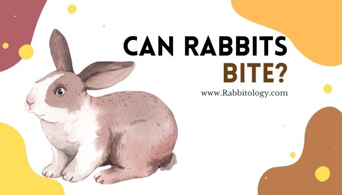 Can Rabbits Bite