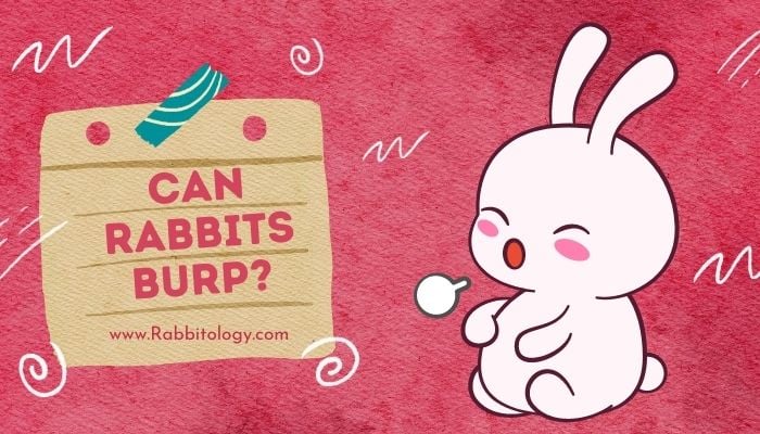 Can Rabbits Burp