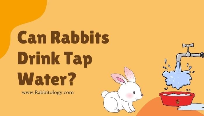 Can Rabbits Drink Tap Water