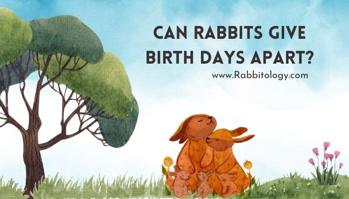 Can Rabbits Give Birth Days Apart