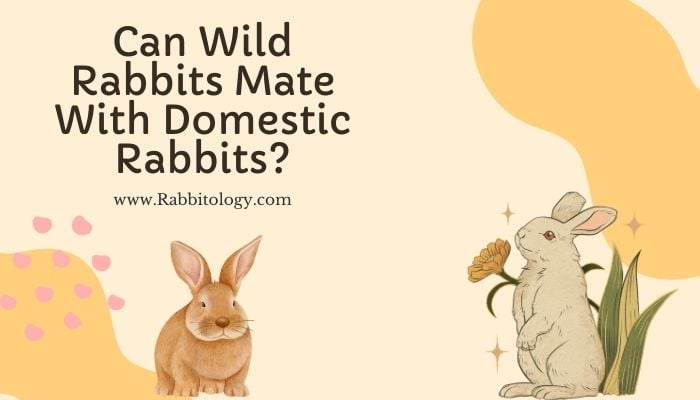Can Wild Rabbits Mate With Domestic Rabbits