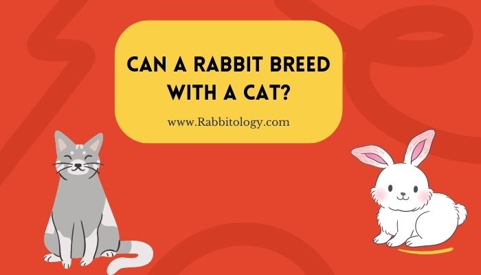 Can a Rabbit Breed With a Cat