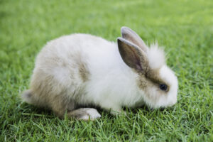 Cinnamon Rabbit