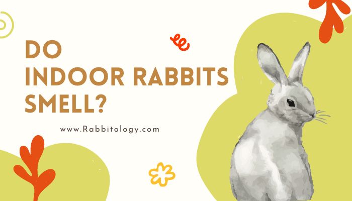 Do Indoor Rabbits Smell