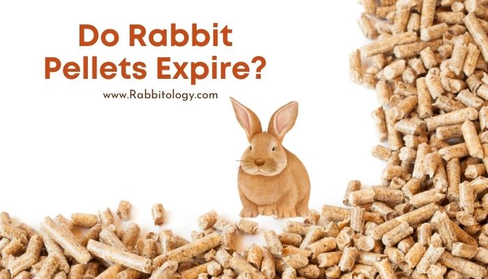 Do Rabbit Pellets Expire