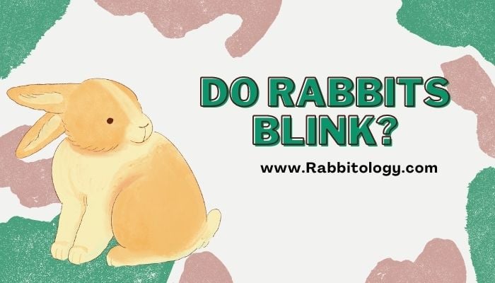 Do Rabbits Blink