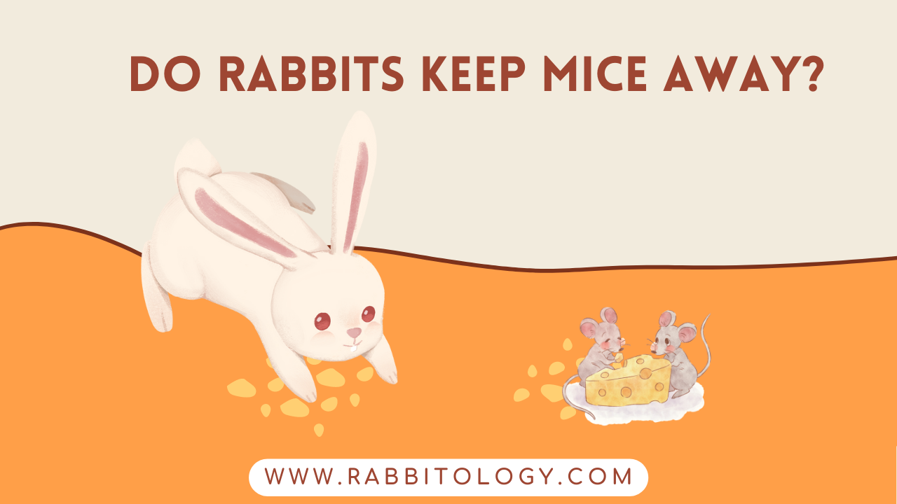 Do-Rabbits-Keep-Mice-Away