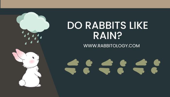 Do-Rabbits-Like-Rain