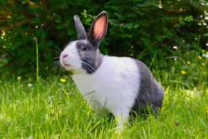 Dutch Rabbit