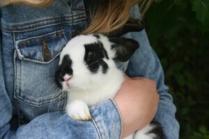 Dwarf Hotot Rabbit