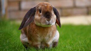 Flemish Giant Rabbit