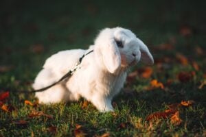 Holland Lop Rabbit