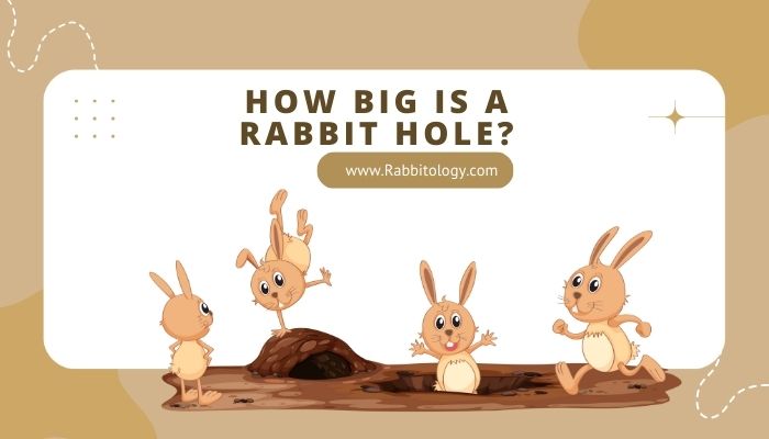 How Big is a Rabbit Hole