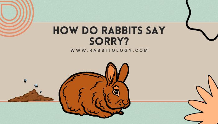 How-Do-Rabbits-Say-Sorry