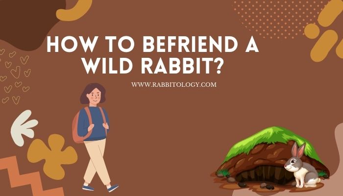 How to Befriend a Wild Rabbit