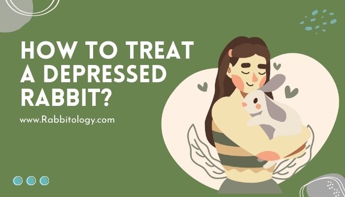 How to Treat a Depressed Rabbit