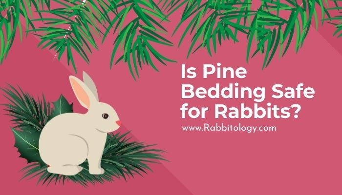 Is Pine Bedding Safe for Rabbits