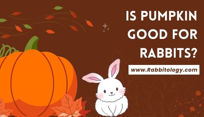 Is pumpkin good for rabbits