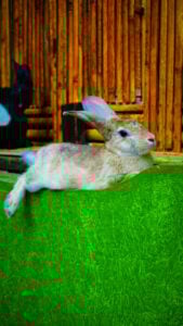 Rex-Standard-Rabbit-scaled