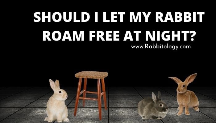 Should I let my rabbit roam free at night