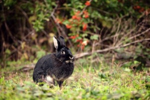 Silver-Marten-Rabbit-scaled