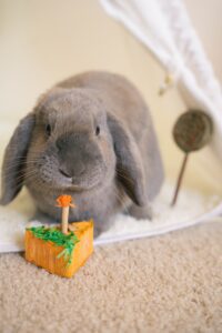 Velveteen Lop Rabbit